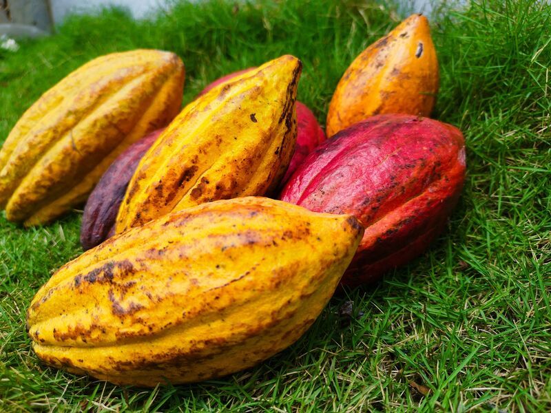 des cacaos murs | Top 10 des aliments riches en flavonoïdes des-cacaos-murs