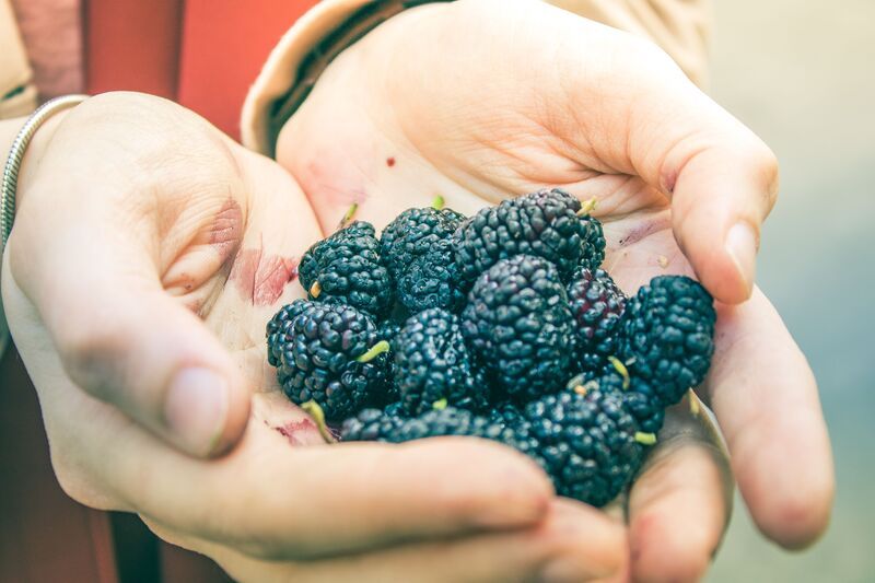 des mures | Top 10 des aliments riches en flavonoïdes des-mures